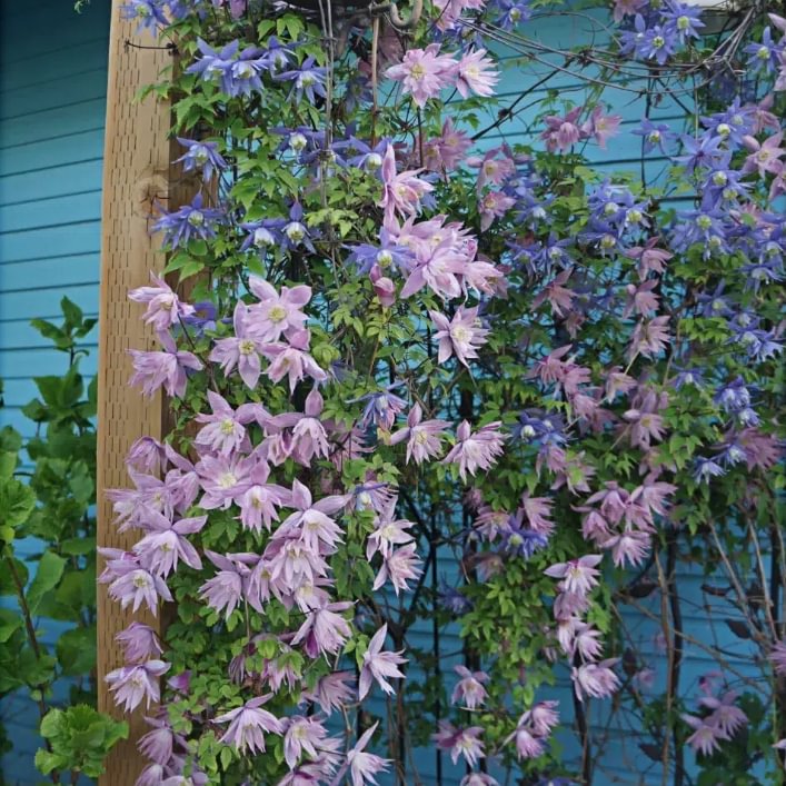 Clematis Macropetala