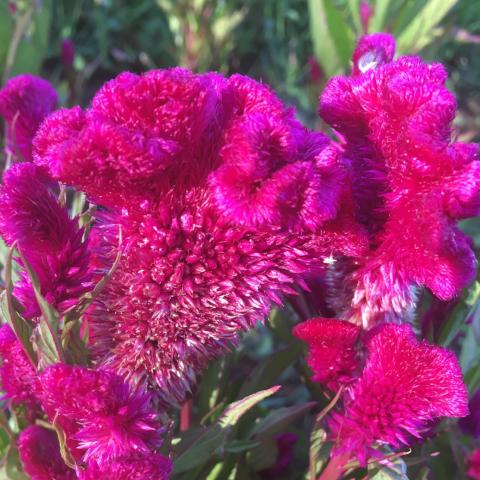 Celosia, Cockscomb, Fuchsia | Siskiyou Seeds