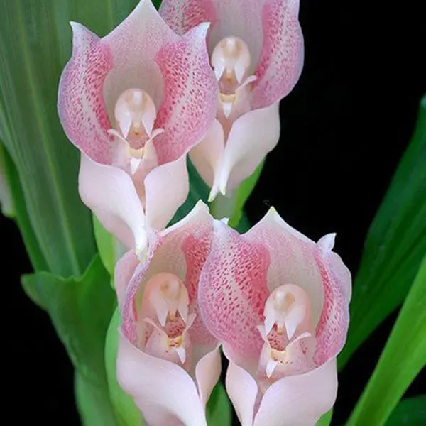 Egrow 100Pcs /包安古洛种子睡着的天使儿童形状的花园种子家庭办公室盆栽植物