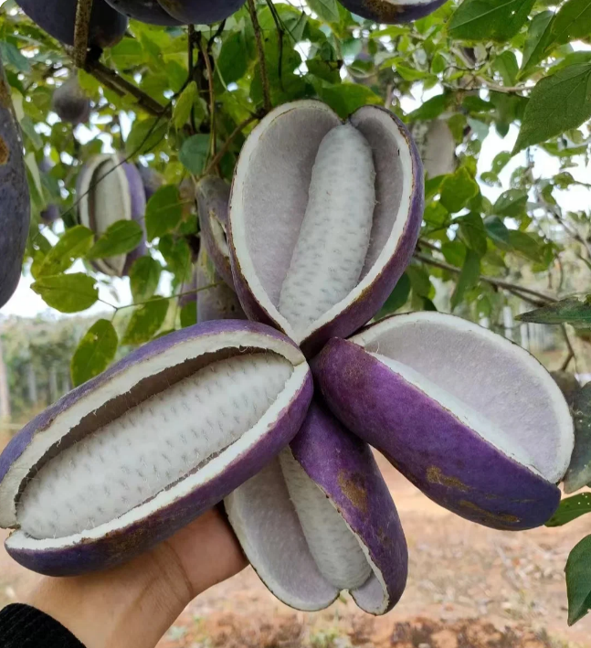 August Melon Fruit Seeds