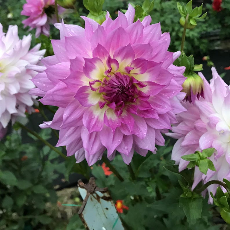 Miss Delilah Dahlia Seeds Attracts Pollinators, Long Blooming Season, Vibrant Colors, Excellent Cut Flower, Plant in Spring Bild 2