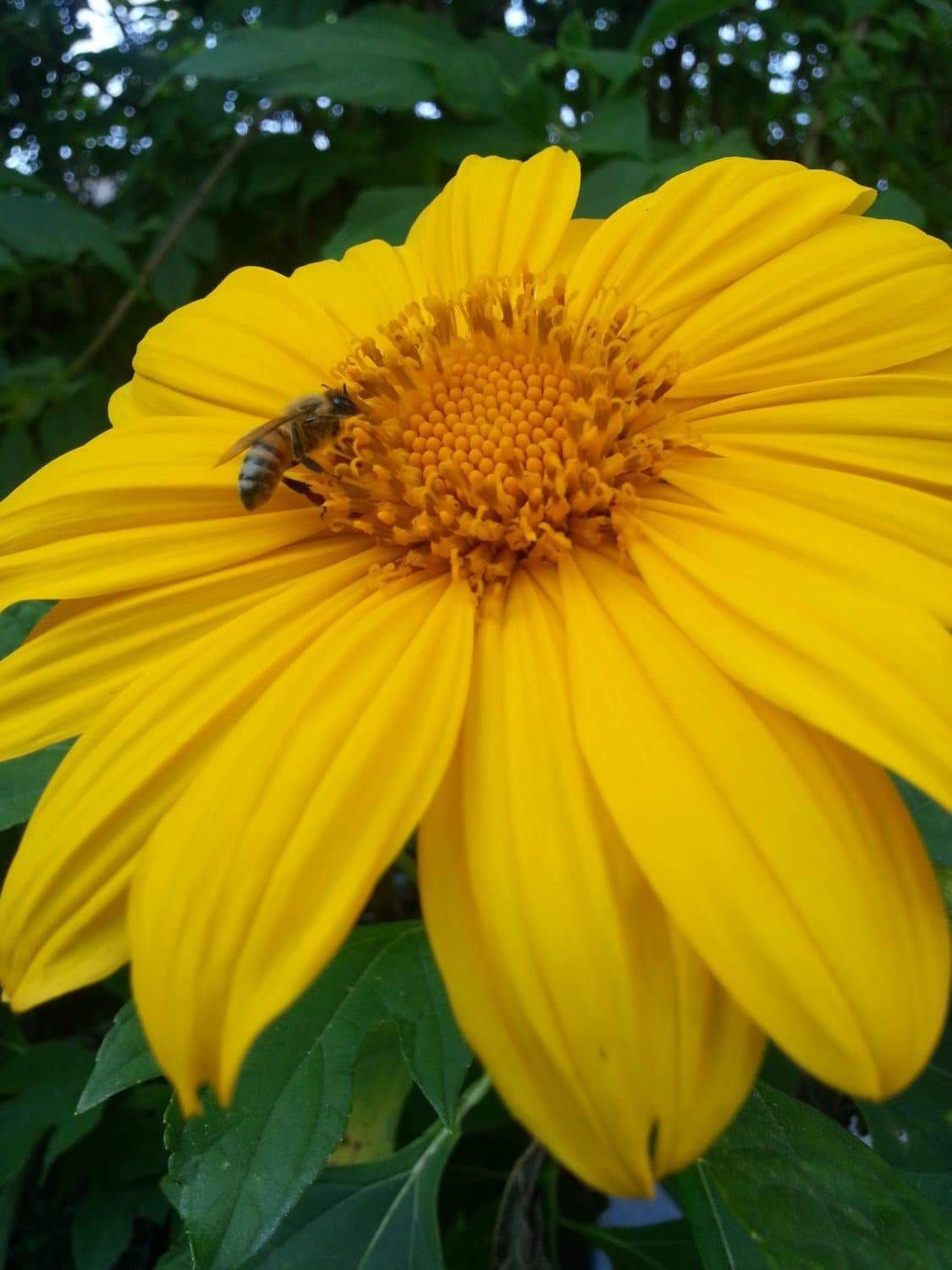 Mexican Sunflower Seeds - Yellow (Tithonia Speciosa Yellow Torch)  Seeds. - Caribbeangardenseed