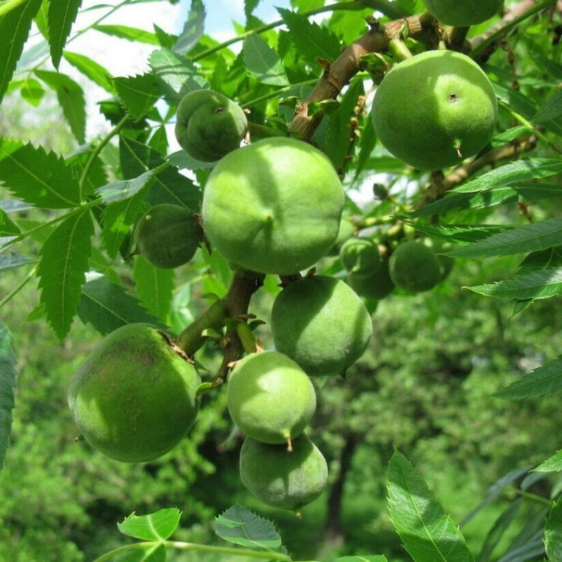 Xanthoceras Sorbifolia, Raintree Flower Seeds
