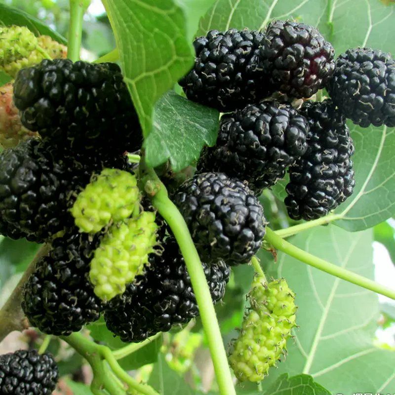 Black Mulberry Seeds