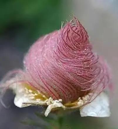 Prairie Smoke Flower Seeds💎A Hidden Gem of the Prairie