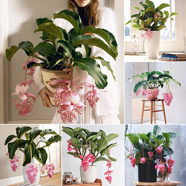 Medinilla Magnifica Flower Seeds: The Show-Stopping Tropical Beauty