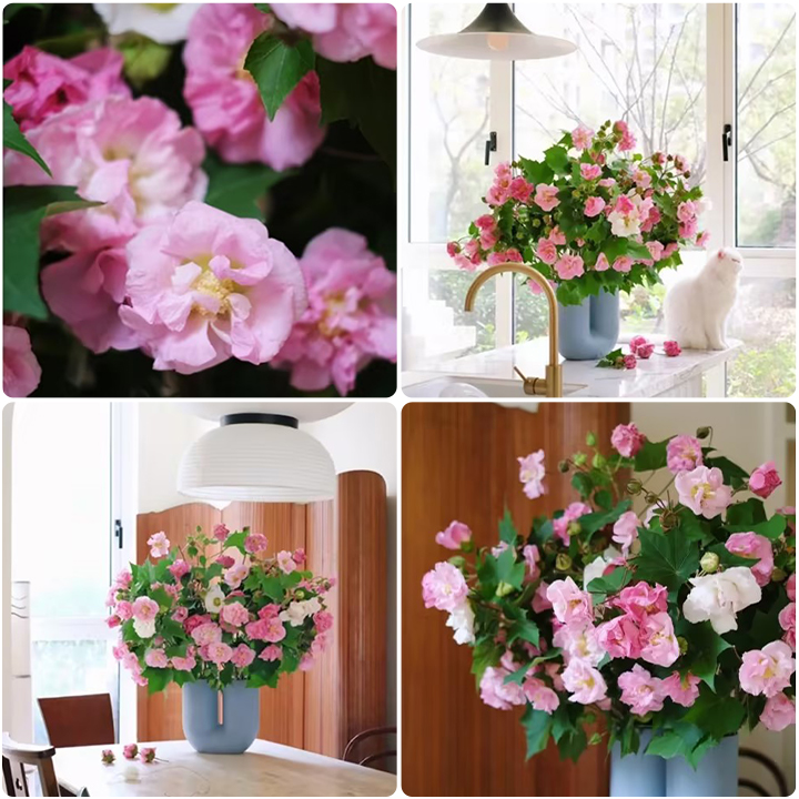 Hibiscus Mutabilis Seeds-Garden & Home Perennial Plants Flower Seeds