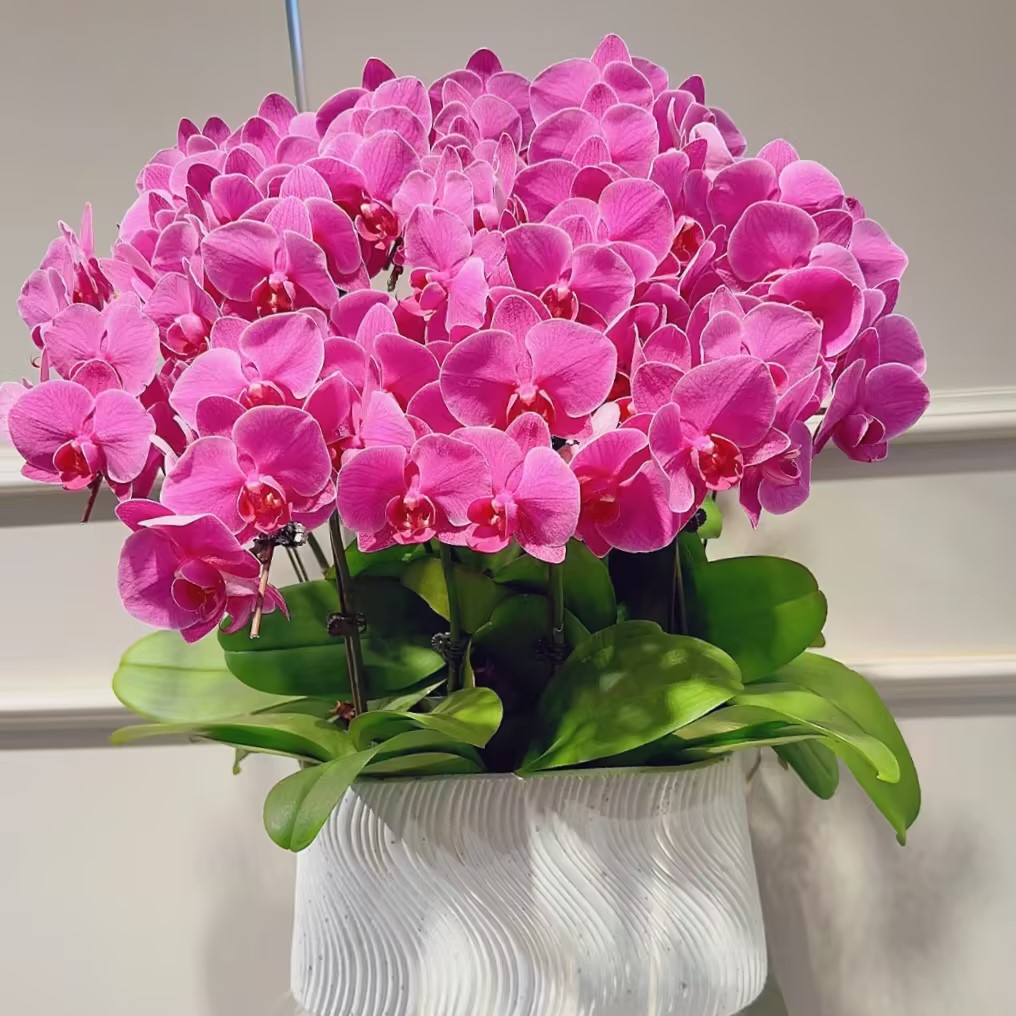 Phalaenopsis Seeds-Queen Of Orchids