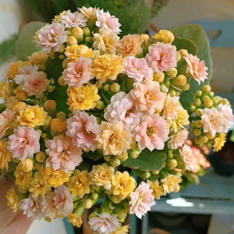 🌺Golden Fox Longevity Flower Seeds—Health And Longevity