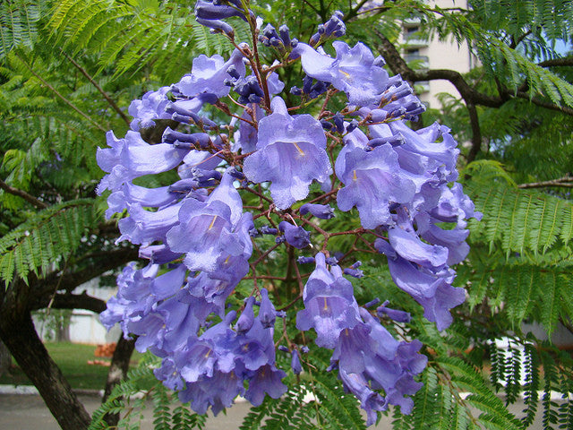 Purple Flower Jacaranda (Jacaranda Mimosifolia) Bonsai Seeds &ndash; The Bonsai  Tool & Supply Company of Canada
