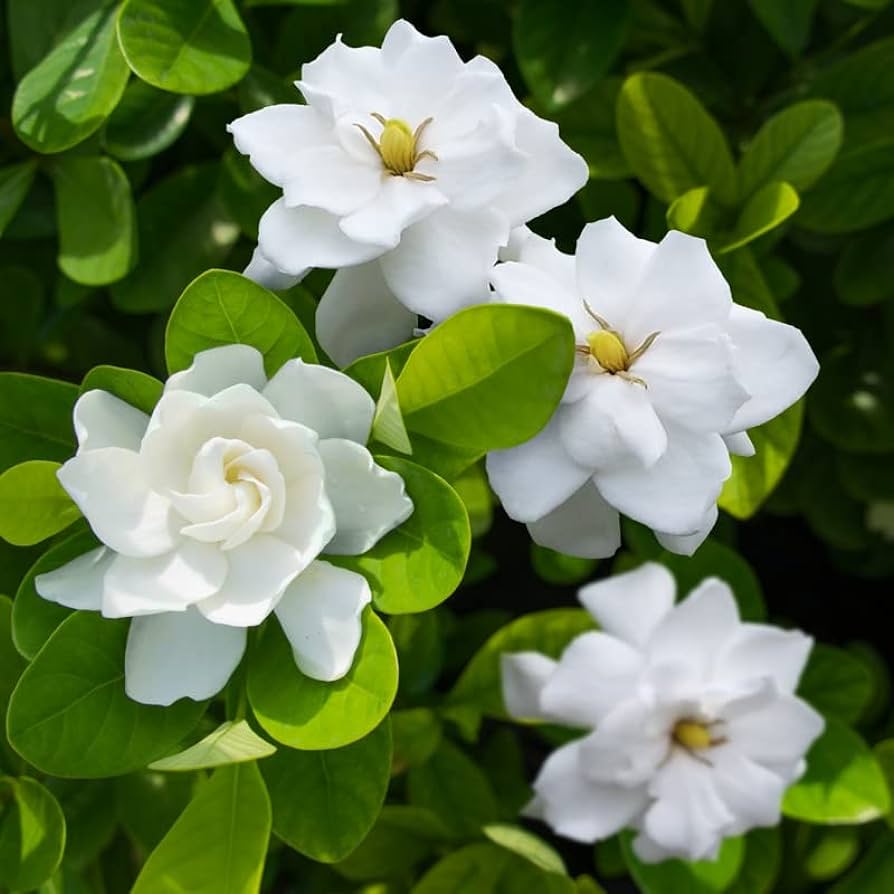Cape Jasmine Seeds