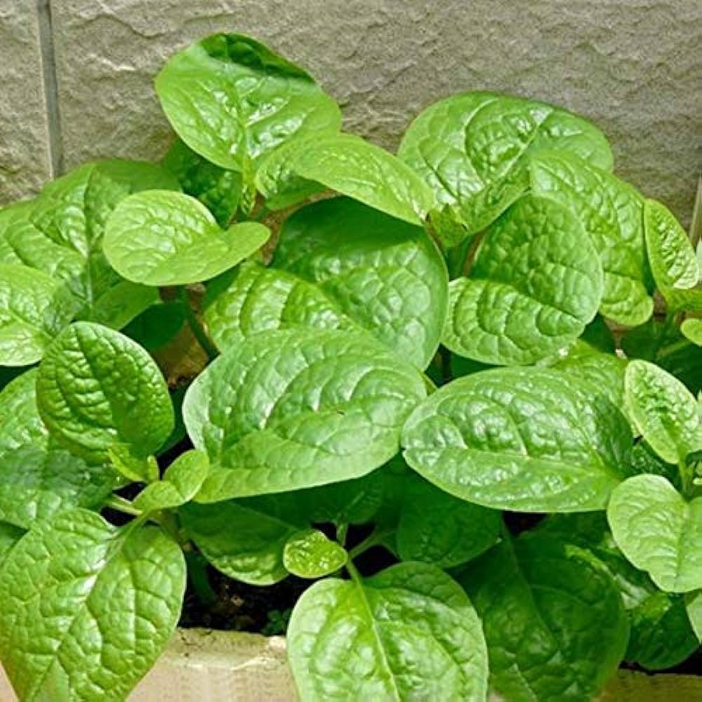 Flare Seeds Malabar Spinach Seeds For Kitchen Garden Pack of 180 Seeds :  Amazon.in: Garden & Outdoors