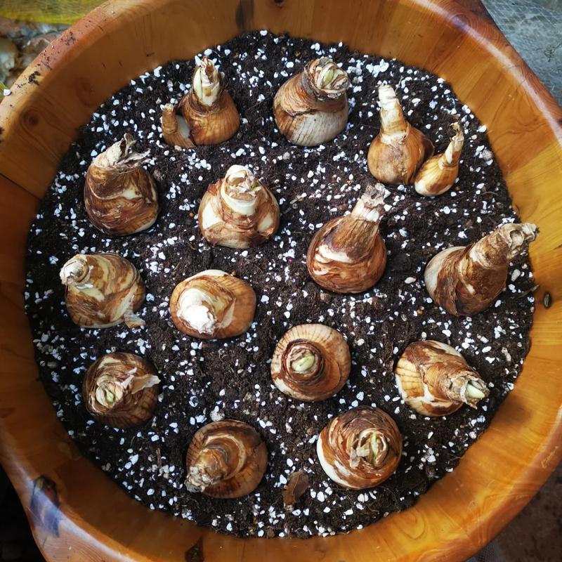 🌺 Rare double daffodil bulbs – Symbol of Hope & Good Fortune