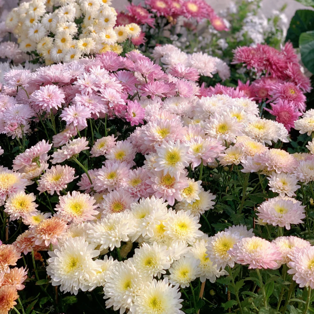 💐Candy Chrysanthemum Seeds Perennial Plant Home Graden Bonsai