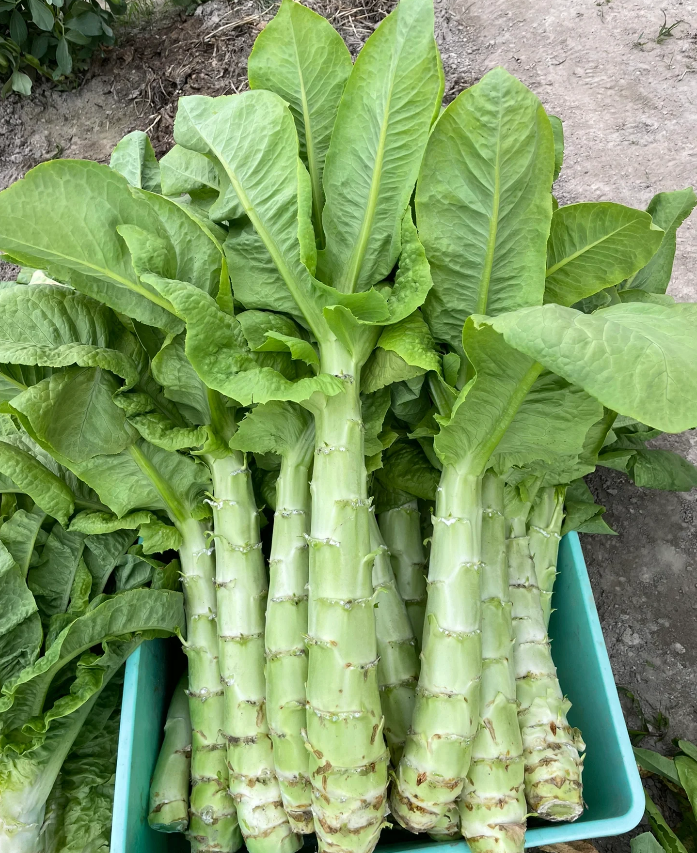 Asian large Celtuce Seeds Family Gourmet