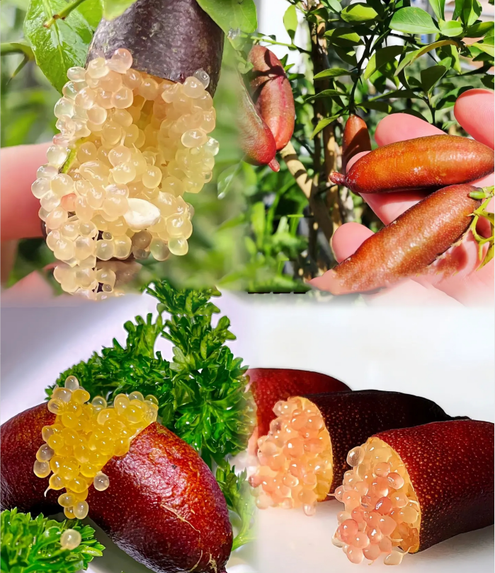 Finger Lime Seeds Lemon Caviar Seeds