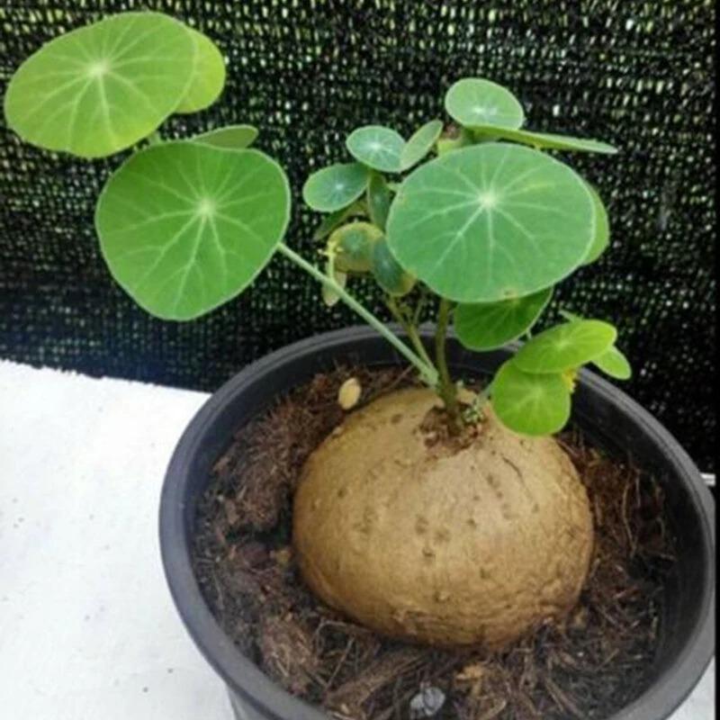 Egrow 2 Tubers/Pack Stephania Erecta Seeds Buib Bonsai Tree for Home Garden Plant
