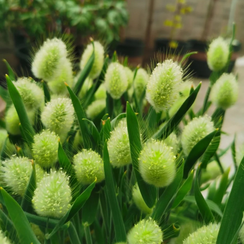 🐇Lagurus Ovatus Seeds
