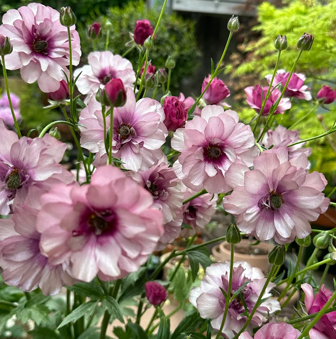 Multicolor Butterfly Ranunculus Seeds