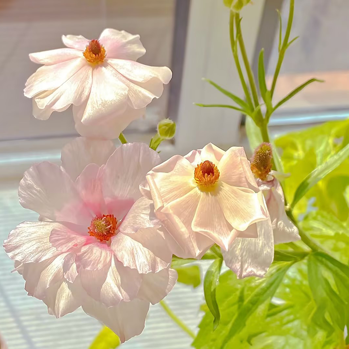 Multicolor Butterfly Ranunculus Seeds