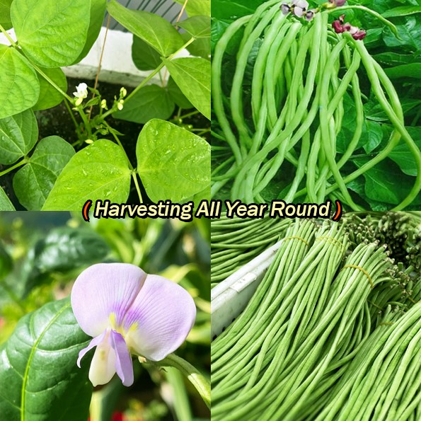 [Copy]🫘Container Bush Beans Mascotte