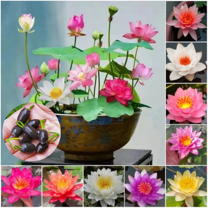Bowl Lotus: Embracing Zen through Blossoms