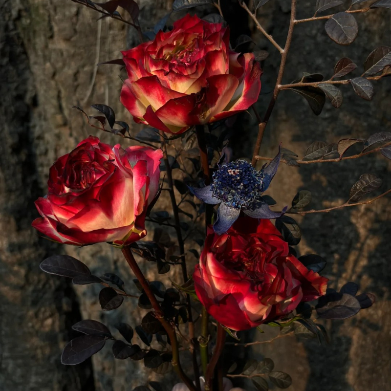 Rare Multi-color Roses-Apple Jack Seeds