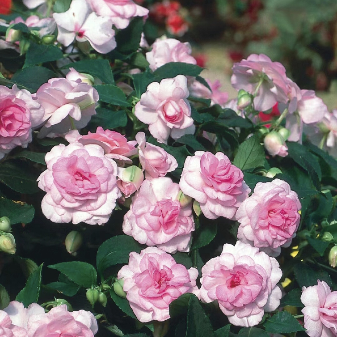 Double Impatiens Seeds - A Symphony of Petals in Nature's Garden