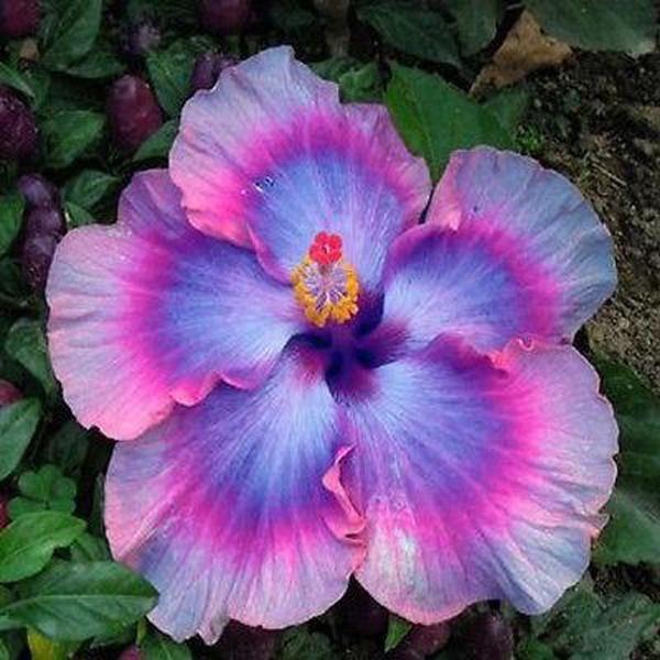 Hibiscus-Giant Ombre  Exotic Coral Flowers Seeds
