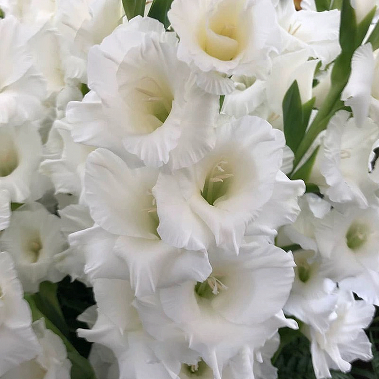 Gladiolus Flower