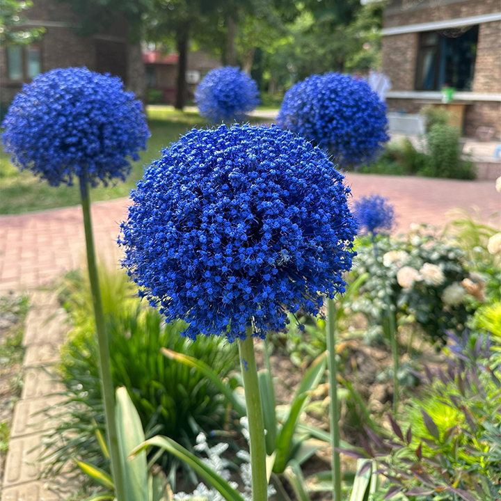 Giant Allium Giganteum Ornamental Onion Flower