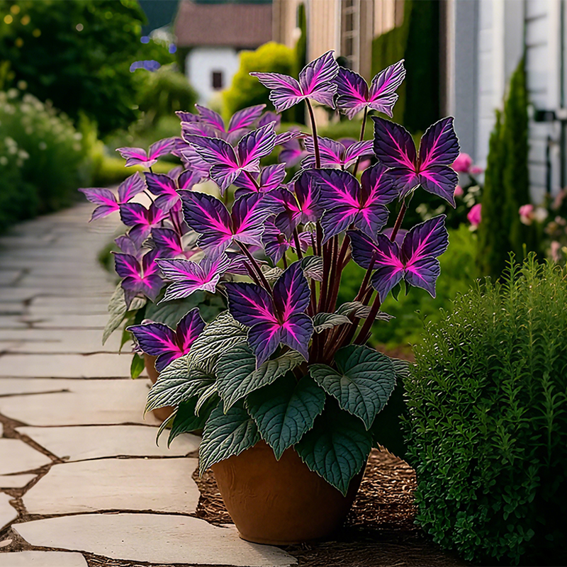 🦋Purple Butterfly Coleus