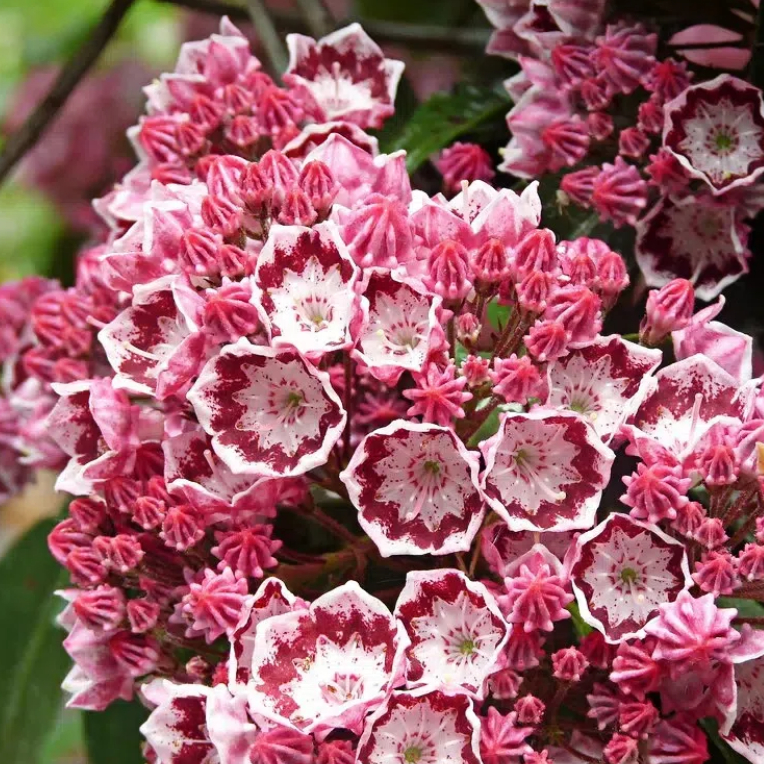 Mountain Laurel