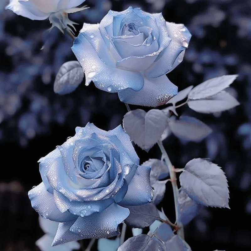 Rare Blue Chill Rose Seeds