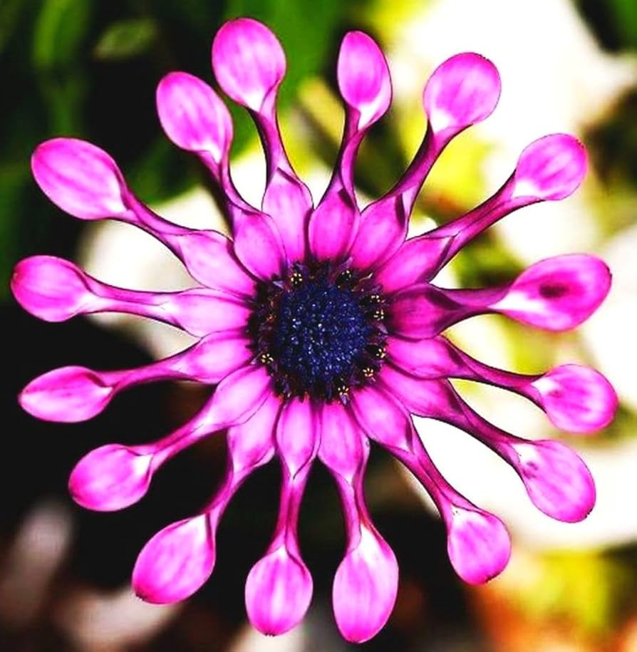 Blue Daisy Plants Flower Seeds