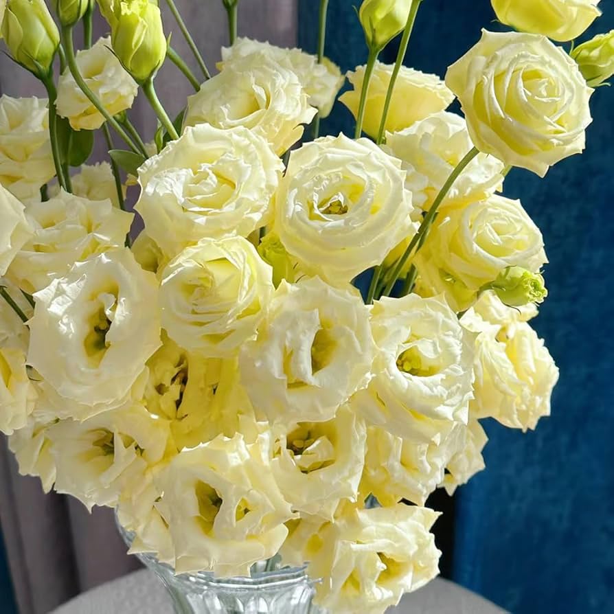 💐Lisianthus - A Sincere and Immutable Love