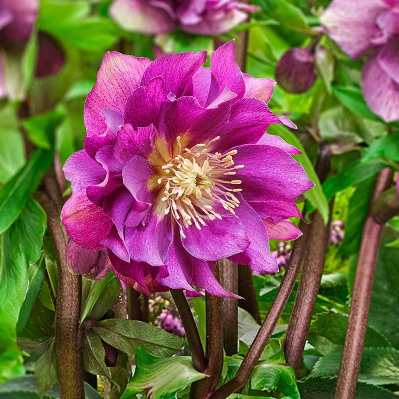 Hellebore Christmas Rose Seeds