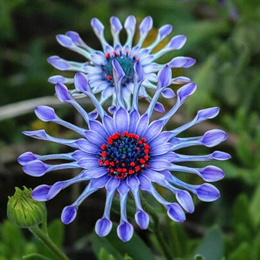 Blue Daisy Plants Flower Seeds