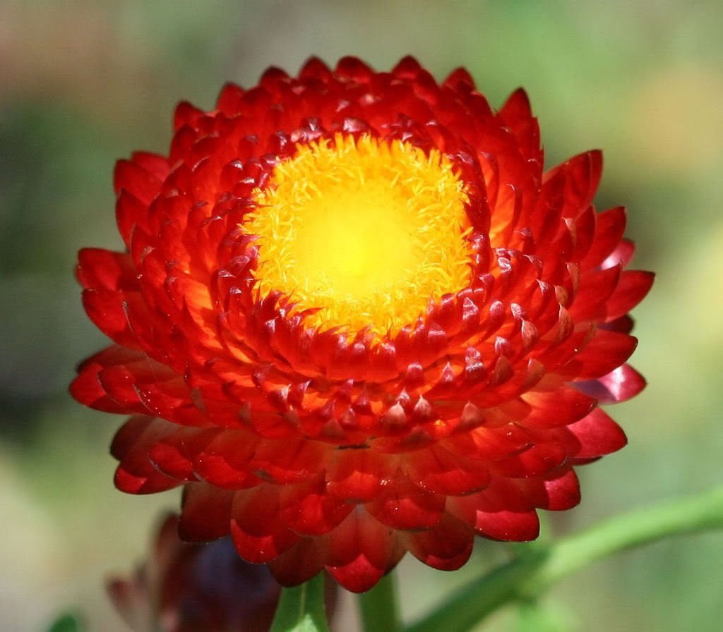 Strawflower Seeds Xerochrysum Bracteatum