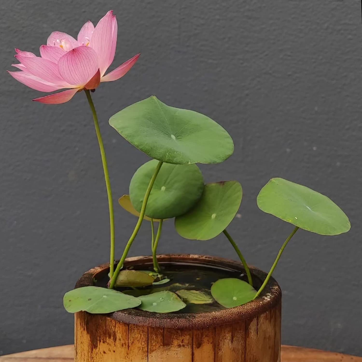 Bowl Lotus: Embracing Zen through Blossoms