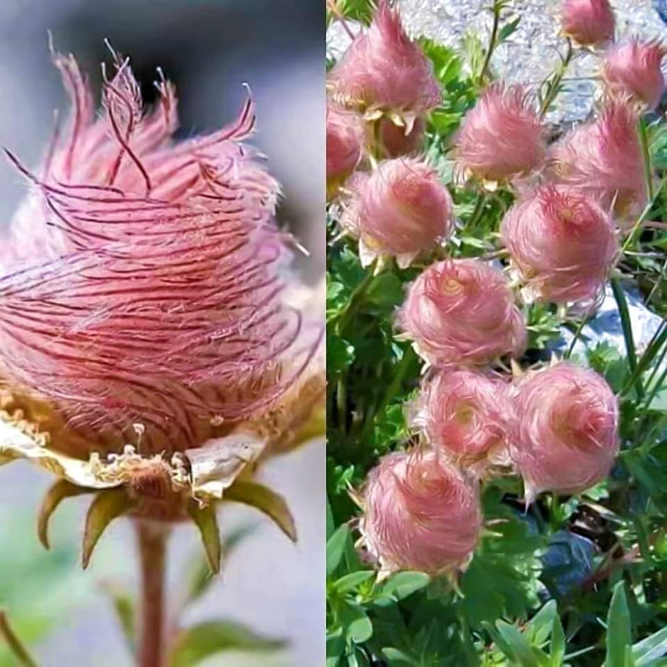 Prairie Smoke Flower Seeds💎A Hidden Gem of the Prairie