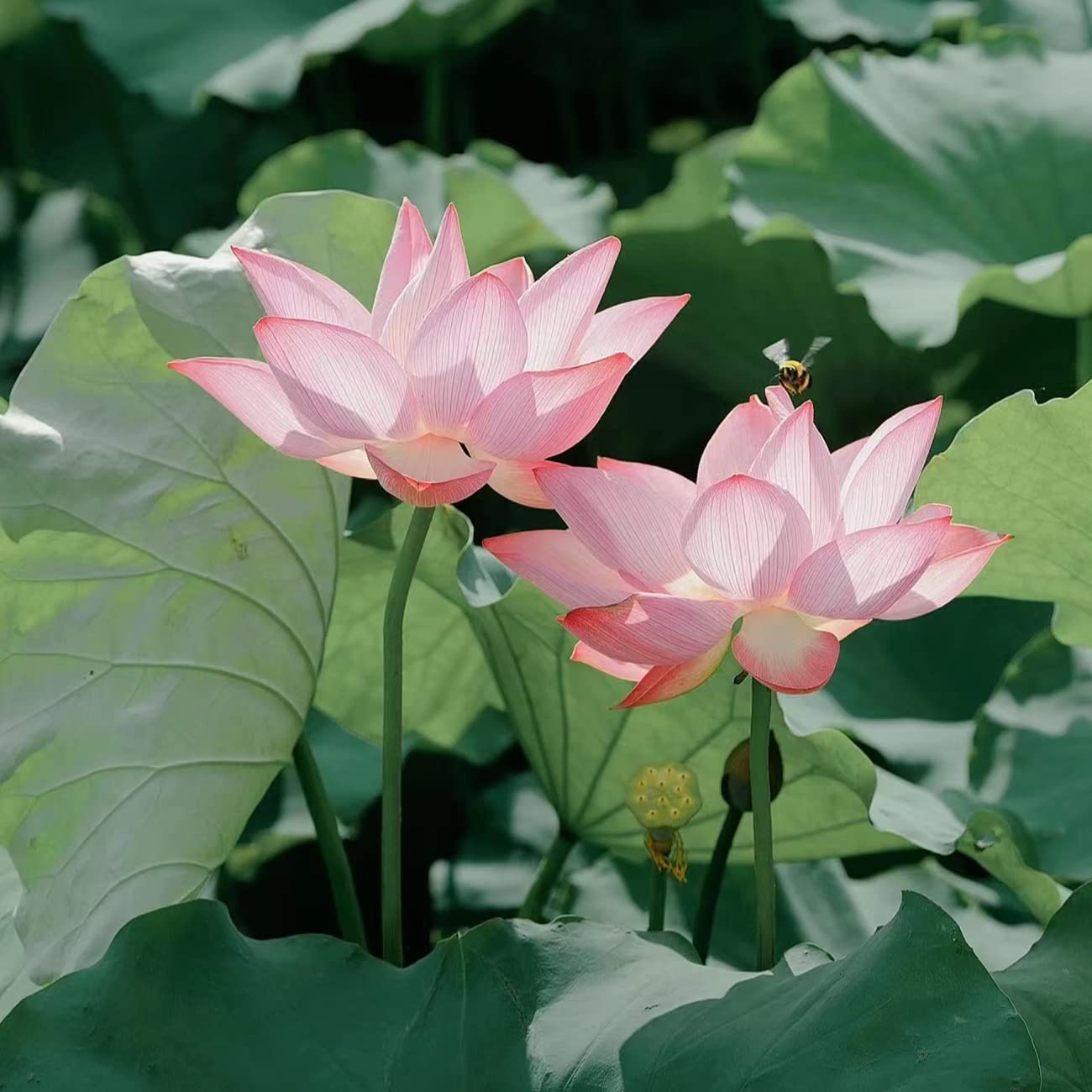 Bowl Lotus: Embracing Zen through Blossoms