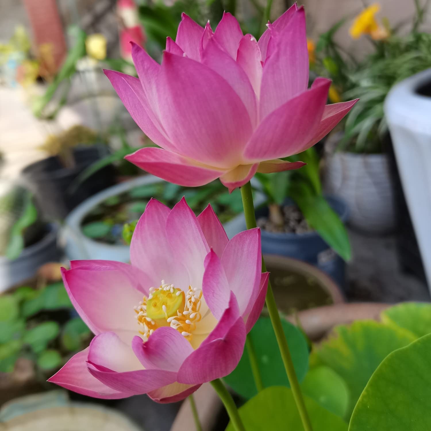 Bowl Lotus: Embracing Zen through Blossoms