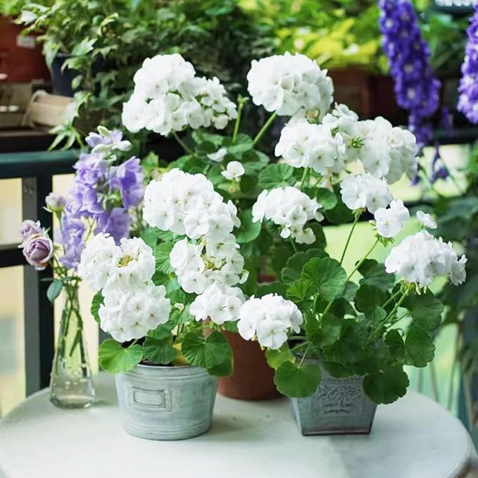 Colorful Apple Blossom Geranium Seeds