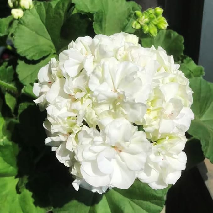 Colorful Apple Blossom Geranium Seeds