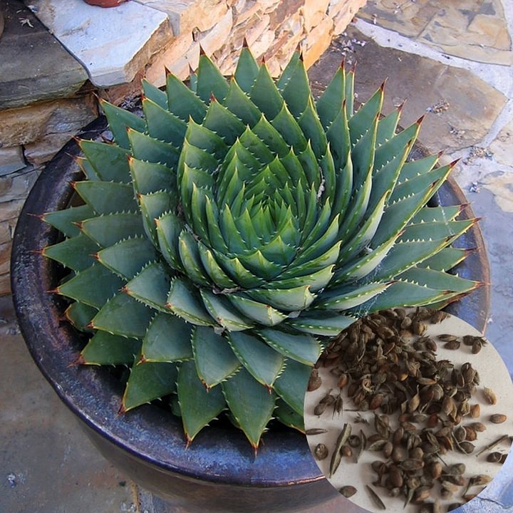 Spiral Aloe Drought Tolerant Edible