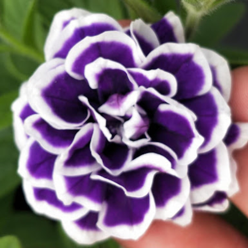 Black Pearl Double Petunia Seeds