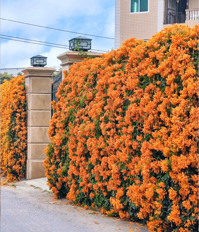 Pyrostegia Venusta Flower Seeds
