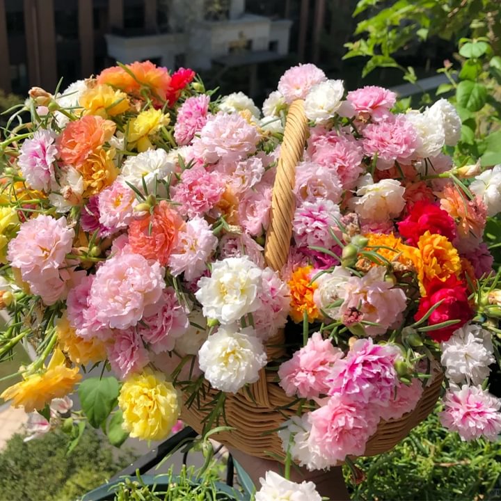 🌹Rare Varieties Moss Rose Purslane Double Flowered Seeds — Immortal Flower