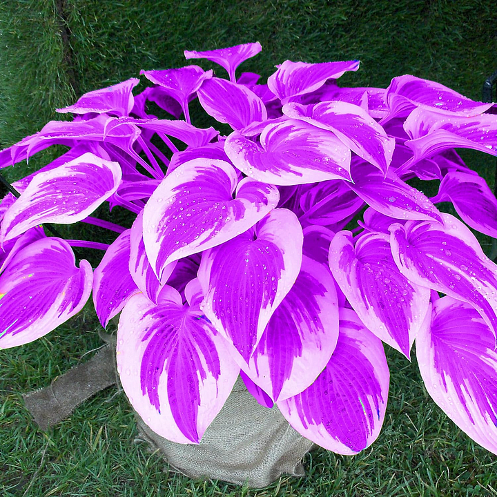 Mix Color Hosta Seeds